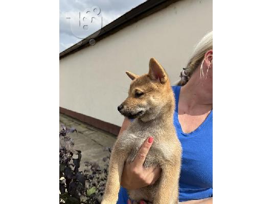 Κουτάβια Shiba inu